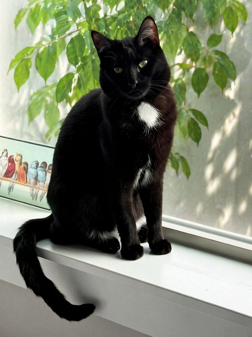 MERCY & ROXY - TWICE THE SISTER FUN! - Domestic Short Hair available for adoption