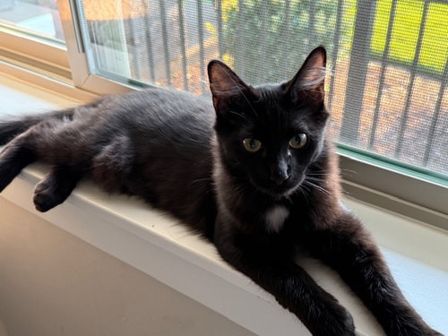 NICHOLAS - Good with other cats!