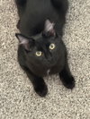 NICHOLAS - Good with other cats!