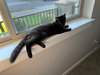 NICHOLAS - Good with other cats!