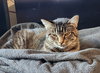 SAMUEL #1687- Offered by Owner - Young Male