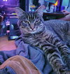 SAMUEL #1687- Offered by Owner - Young Male