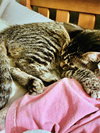 SAMUEL #1687- Offered by Owner - Young Male