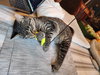 SAMUEL #1687- Offered by Owner - Young Male