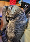 SAMUEL #1687- Offered by Owner - Young Male