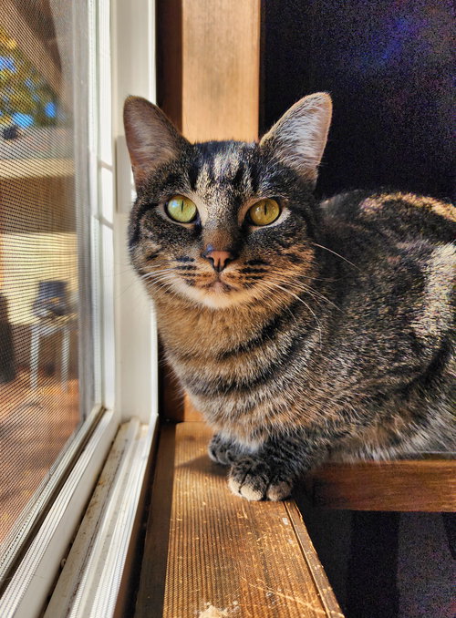 picture of the cat needing adoption
