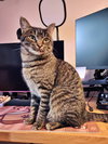 SAMUEL #1687- Offered by Owner - Young Male