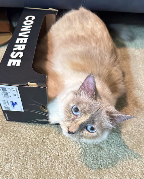 SCOUT - Offered by Owner - Young Female