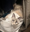 SCOUT - Offered by Owner - Young Female