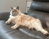 SCOUT - Offered by Owner - Young Female