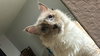 SCOUT - Offered by Owner - Young Female
