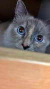 SCOUT - Offered by Owner - Young Female