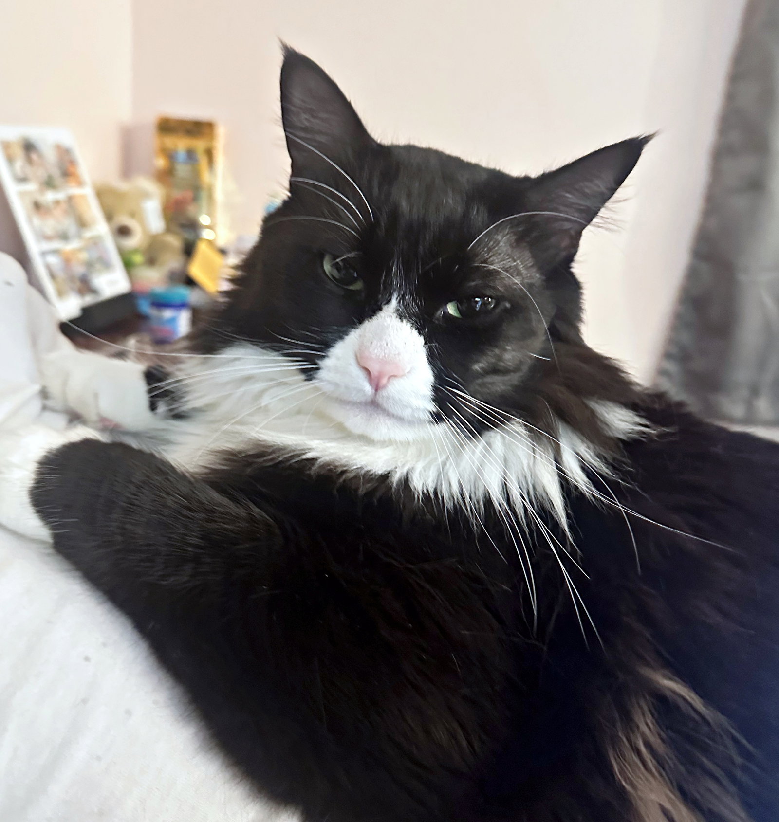 RAMON #1689 - Offered by Owner - Family Pet Image
