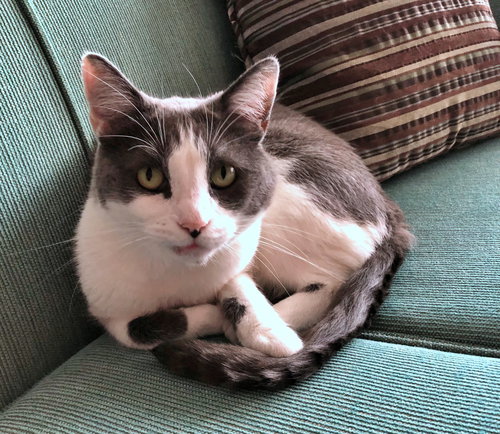 MR.LUCKY #1690- Offered by Owner - FIV+