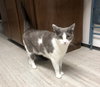 MR.LUCKY #1690- Offered by Owner - FIV+