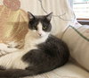 MR.LUCKY #1690- Offered by Owner - FIV+