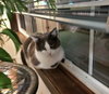 MR.LUCKY #1690- Offered by Owner - FIV+