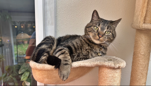 LEO #1691 - Offered by Owner - Good with Dogs