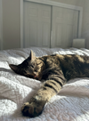 LEO #1691 - Offered by Owner - Good with Dogs