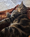 LEO #1691 - Offered by Owner - Good with Dogs