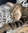 LEO #1691 - Offered by Owner - Good with Dogs