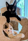 COSMOS AND RUSTY - Adorable Kitten Pair