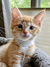 COSMOS AND RUSTY - Adorable Kitten Pair