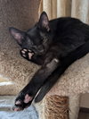 COSMOS AND RUSTY - Adorable Kitten Pair