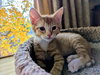 COSMOS AND RUSTY - Adorable Kitten Pair
