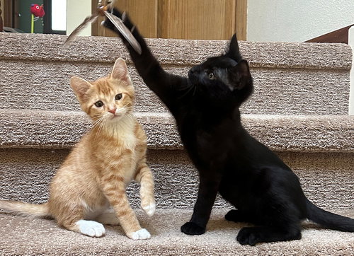 picture of the cat needing adoption