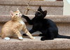 COSMOS AND RUSTY - Adorable Kitten Pair