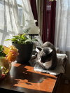 MYLO #1694 - Offered by Owner - Senior Male