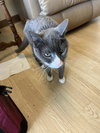 MYLO #1694 - Offered by Owner - Senior Male