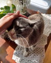 MYLO #1694 - Offered by Owner - Senior Male