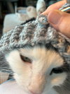 BLUE #1695 - Offered by Owner - Young Male