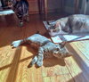 MOXIE and SIMON - Family Kittens