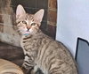 MOXIE and SIMON - Family Kittens