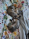 MOXIE and SIMON - Family Kittens
