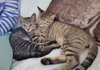 MOXIE and SIMON - Family Kittens