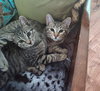 MOXIE and SIMON - Family Kittens