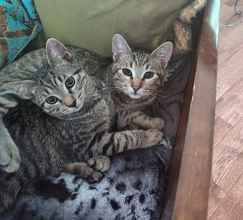 picture of the cat needing adoption