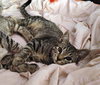 MOXIE and SIMON - Family Kittens