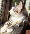SMOKE - Good with Dogs and Cats!