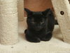 CINDY, JAN, GREG & BOBBY- Brady Bunch kittens