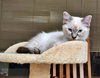 CINDY, JAN, GREG & BOBBY- Brady Bunch kittens