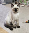 CINDY, JAN, GREG & BOBBY- Brady Bunch kittens
