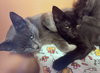 MIA and BERNICE - Mom and KITTEN DUO