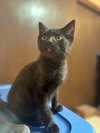 MIA and BERNICE - Mom and KITTEN DUO