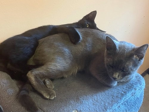 MIA and BERNICE - Mom and KITTEN DUO