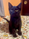 MIA and BERNICE - Mom and KITTEN DUO